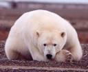 Polar_Bear_resting_gravel (1).jpg