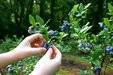 Foraging.jpg