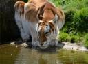 Golden-Tiger.jpg