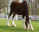 Breyer-clydesdale-Horse-1920x1200.jpg