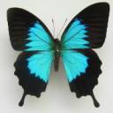 Papilio_ulysses_ambiguus_Rothschild,_1895.JPG