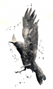 raven 3.png