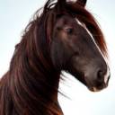 Tiaden Warhorse Ava.jpg