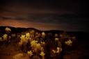 Joshua Tree.jpg