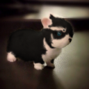 Gibbatpup.png