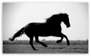 horse.png