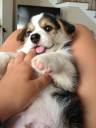 corgi.jpg