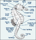 sea_horse_diagram.gif