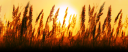 dawnwhisper_banner.png