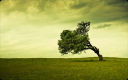 Tree1.png