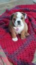 puppy2.jpg