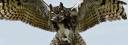 Great_Horned_Owl-wings-spread.jpg