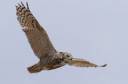 great-horned-owl-flight.jpg
