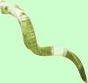 shofar.jpeg