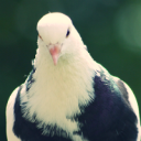 marion-pigeon-2.png