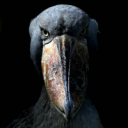 morphing-glider.png