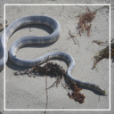 snake.png