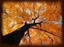 familytree.png