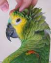 playful parrot.jpg