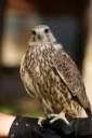Young falcon (Lepei).jpg