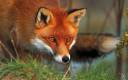 Grade Template Fox.jpg