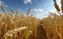 nature-golden-wheat-dry-field-blue-sky-hd-397790 (300x188).jpg