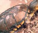 turtle3.jpg