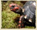 turtle4.jpg