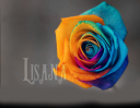 lisanatop.png