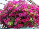Petunia_Basket_2.JPG