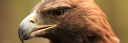 footer1.png