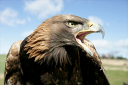 golden eagle.png