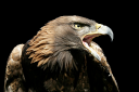eagle1.png