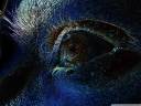 eye_3-wallpaper-1024x768.jpg