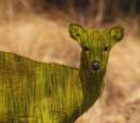deer.jpg