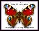 butterflysymnpathy.jpg