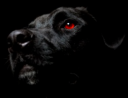axel.png