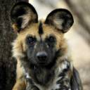 retic-cs-dog.jpg