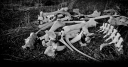 retic-top-new-2.png
