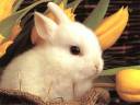 rabbit-3.jpg