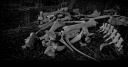 retic-top-new-2-second.png