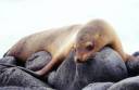 SleepingSeaLion2.jpg