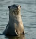 otter-8595.jpg