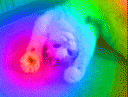kitty.jpg.gif