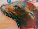 sea-lion-tattoo-phil-garcia-45443-500x326.jpg