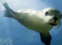 Sea_lions_the_bends.jpg