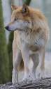 BlondeWolf copy.jpg