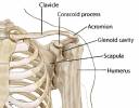 shoulderbones-fixed.jpg