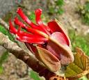 220px-Chiranthodendron_pentadactylon_4.jpg