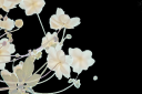delicate blooms cut2.png